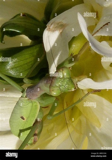 Praying Mantis on Flower Stock Photo - Alamy