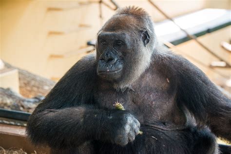 Adult Female Gorilla Joins Houston Zoo Family - The Houston Zoo