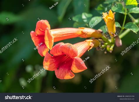 779 Campsis grandiflora Images, Stock Photos & Vectors | Shutterstock