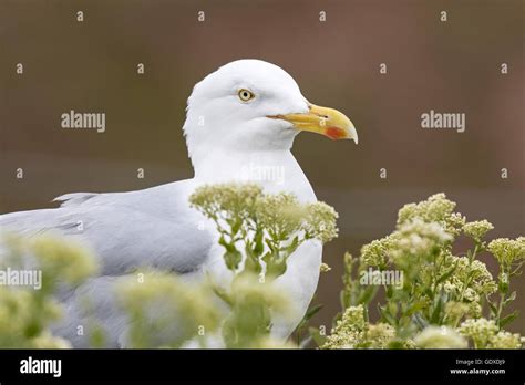 European herring gull Stock Photo - Alamy