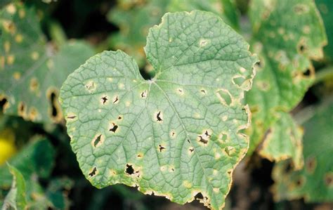 Cucumber | Diseases and Pests, Description, Uses, Propagation