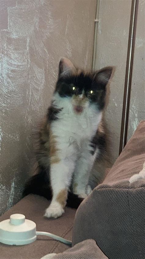 I just had to share this cursed photo of my cat screaming… : r/Catswhoyell