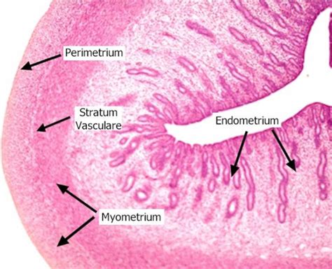 Myometrium Layers