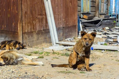 Two Homeless Puppies on the Street Stock Photo - Image of adorable, face: 116871380