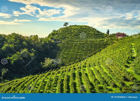 Prosecco Hills, Vineyards and Tree. Unesco Site. Valdobbiadene, Veneto, Italy Stock Photo ...