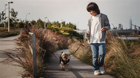 How to Teach a Dog to Heel - Barking Out Loud, a blog by Findster