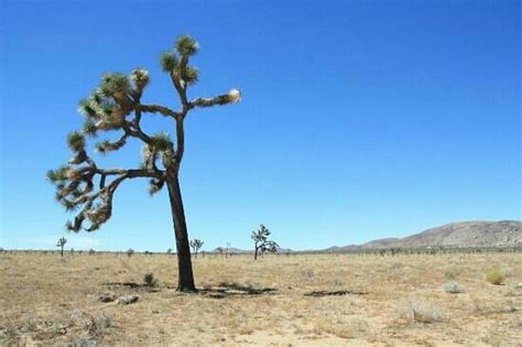 Joshua Tree National Park - Twentynine Palms - Reviews of Joshua Tree ...