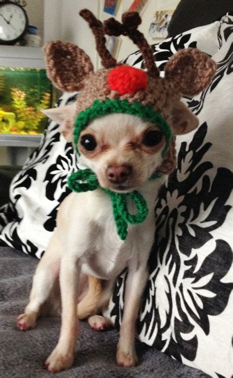 Reindeer chihuahua