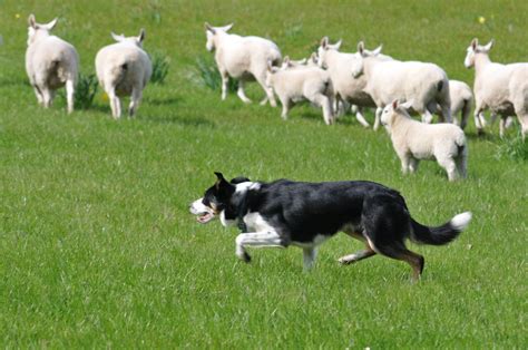 Herding Dog Brings Sheep Home | The Bark