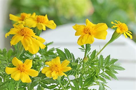 Charlotte's Yellow Marigolds | wallpaper hd download