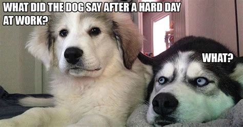 10 Best "Bad Puns Dog" Memes Ever - Funny | Memes perros, Animales y mascotas, Mascotas