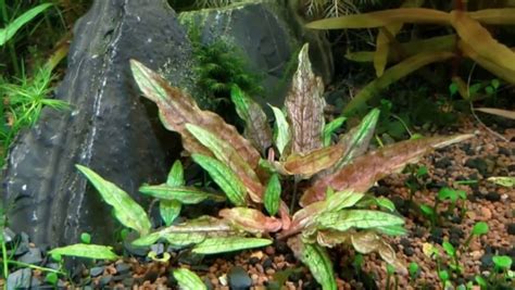 Types of Aquarium Plants - Aquariffic Adventures