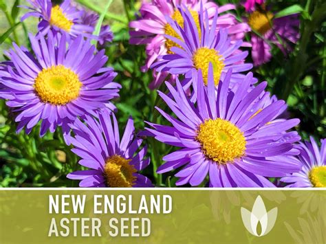 New England Aster Flower Seeds Heirloom, Pollinator Garden, Butterfly Garden, Save the Bees ...