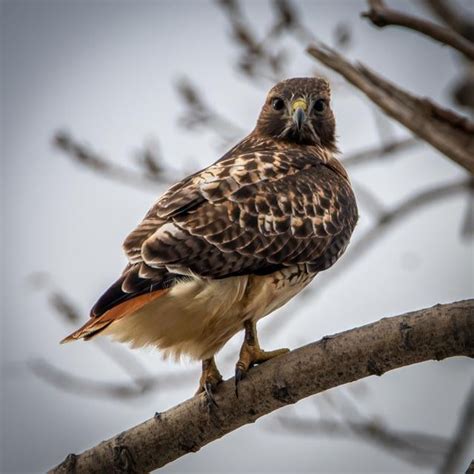 Red-tailed Hawks usually look so fierce and intense. The eyes on this ...