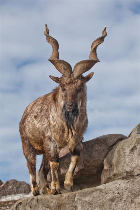 A Goat with Big Horns Mountain Goat Marchur Stands Alone on a Rock, Mountain Landscape and Sky ...