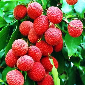 Lychee Tree Mauritius Variety Air-Layered