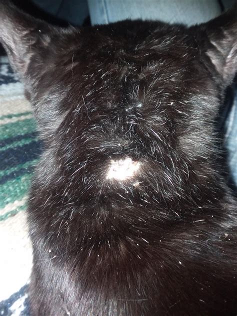 Why is there a bald patch on the back of my cats neck? Of you have questions let me know so I ...