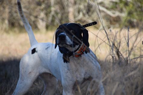 South Texas Quail Hunts | Guided Texas Quail Hunting Hill Country