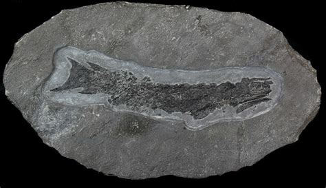 9.6" Devonian Tristichopterus - Fish & Tetrapod Transitional Fossil (#63382) For Sale ...