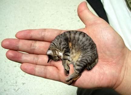 Amazing : The Smallest Cat In The World, United States of America