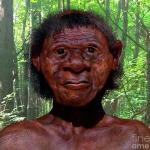 Homo Floresiensis Model Skull Photograph by P.plailly/e.daynes/science Photo Library