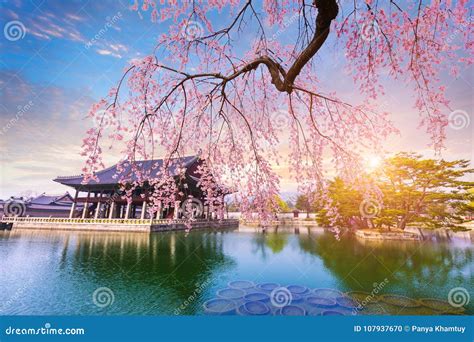 Gyeongbokgung Palace with Cherry Blossom Tree in Spring Time in Stock Photo - Image of capital ...