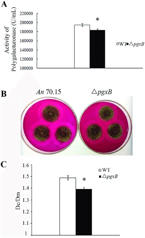 Activity evaluation of secreted polygalacturonase (PG) from A. niger MA... | Download Scientific ...