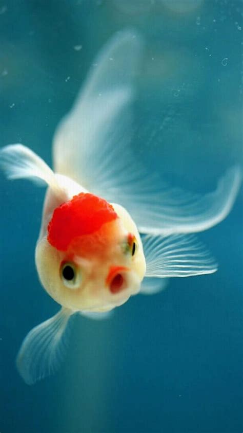 Cute fish, bonito, blue, green, pet, red, sea, water, HD phone ...