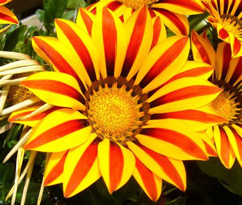 Gazania Garden Leader Red Striped Gazania Rigens Seeds