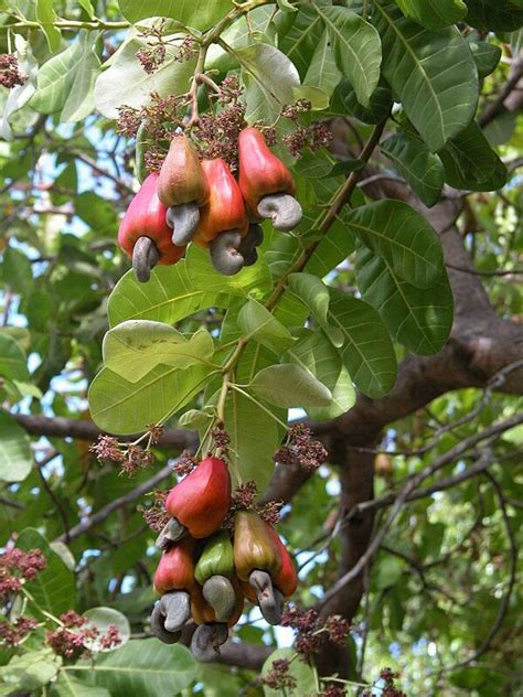 Brazilian Cashew Seedlings (Jumbo Varieties) | Afrimash.com - Nigeria