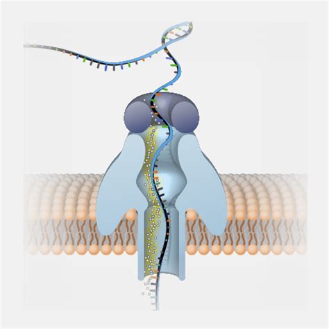 Nanopore DNA Sequencing