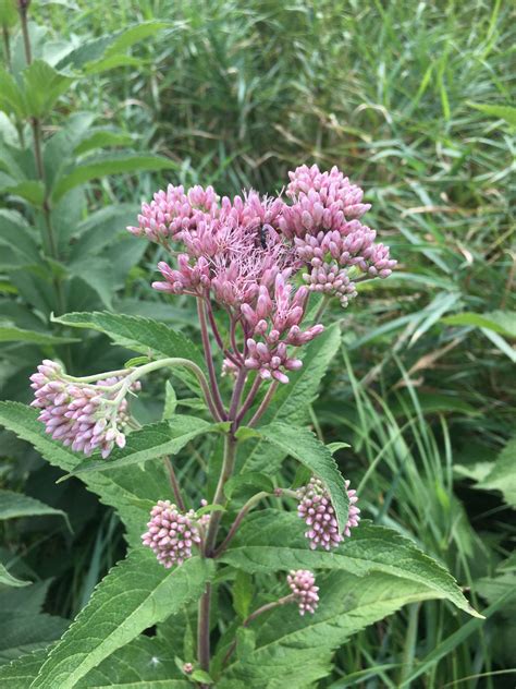 Eutrochium maculatum (Eupatorium maculatum) - Morning Sky Greenery