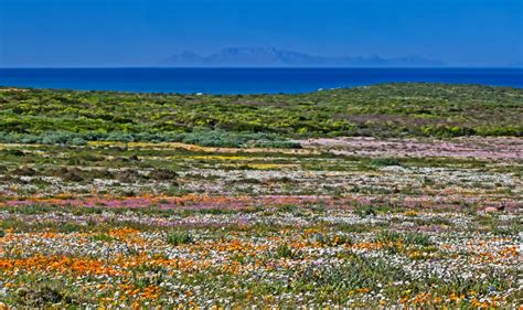 Wildflowers West Coast South Africa | Best Flower Site