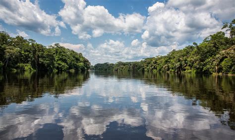 Congo Rainforest / Tropical Forest Congo exhibit opens at Phipps | Pittsburgh ... : Congo ...