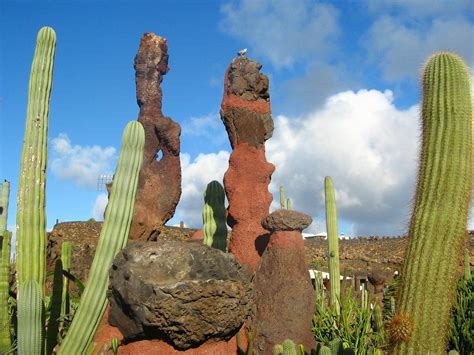 THE CACTUS GARDEN LANZAROTE Jardin de Cactus Visitor Guide - Finca Botanico