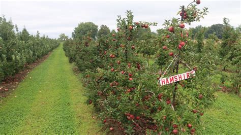 Let’s Not Lose Sight Of The Classic Apple Varieties - Growing Produce