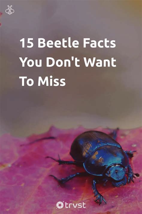 17 Beetle Facts You Don't Want To Miss