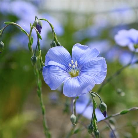 Blue Flax Plant Sets