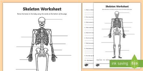 Skeleton Worksheet - skeleton, the human skeleton, our bodies