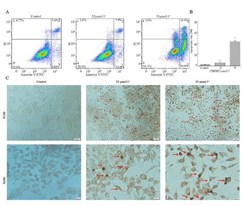 17BIPHE2 induces apoptosis in A549 cells. Apoptosis detection was ...