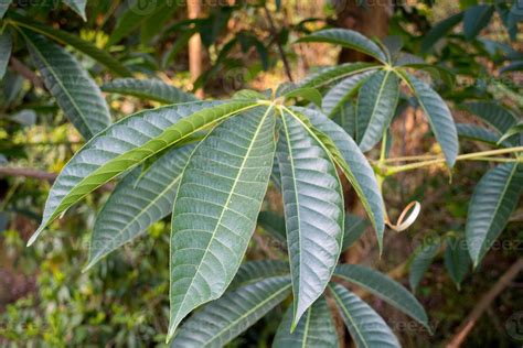 Close up shot of leaves and flowers of horse chestnut, Aesculus species ...