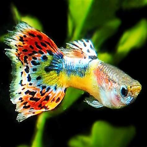 Guppy The Rainbow Fish - YouTube