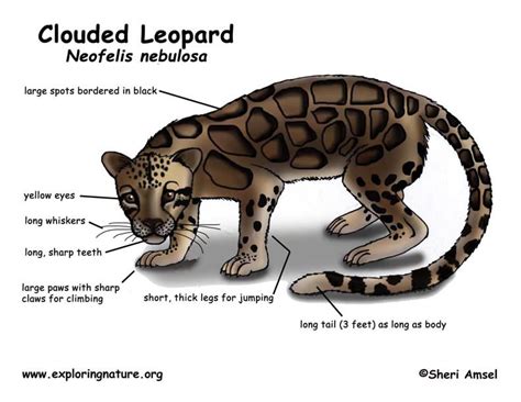 SPECIAL FEATURES - Make a Mark Zoo | Clouded Leopard