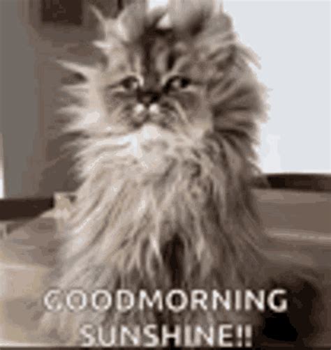 Good Morning Sunshine GIF - GoodMorning Sunshine Cat - Discover & Share ...