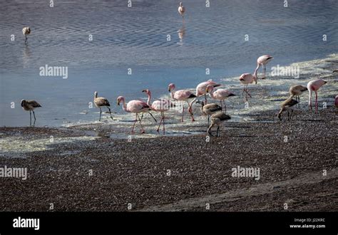 Flamingos in Laguna Colorada (Red Lagoon) in Bolivean altiplano - Potosi Department, Bolivia ...