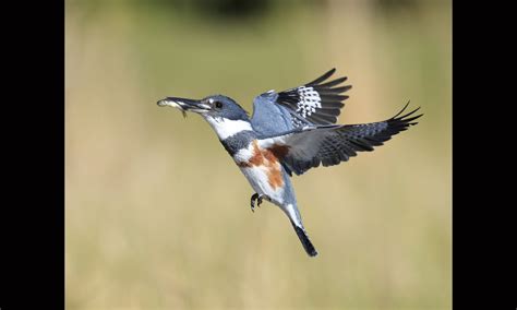 Female Belted Kingfisher in flight with two fish