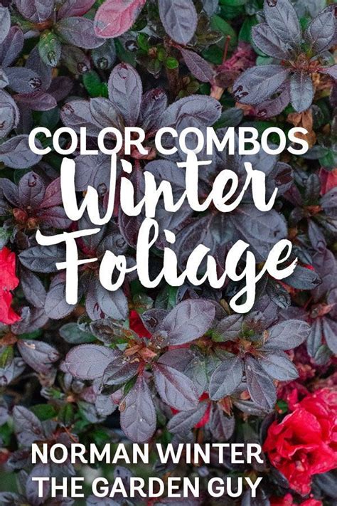 How To: Enjoying Encore Azalea’s Winter Foliage | Encore Azalea ...