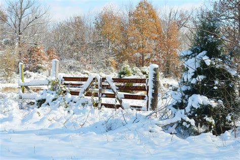 Rural Frosty Snow Covered Gate Stock Photo - Image of woods, white: 47099682