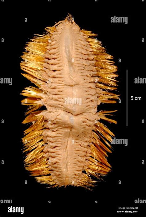 Eulagisca gigantea. 1 Apr 20191301 Stock Photo - Alamy