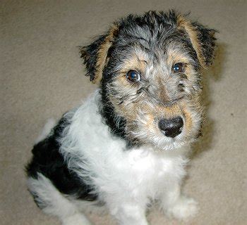 Wire Fox Terrier Info, Temperament, Grooming, Puppies, Pictures